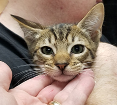 Face of Tawny Male Ocicat Kitten