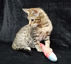 Tawny Ocicat Kitten Playing With A Toy