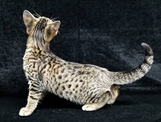 Spotted Ocicat Kitten