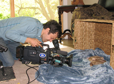 Cosmic Spots Ocicat Kittens on Animal Planet