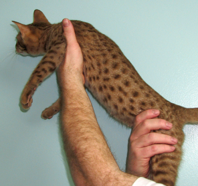 Cinnamon Ocicat coat color