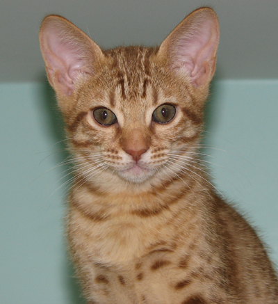 Cinnamon Ocicat coat color