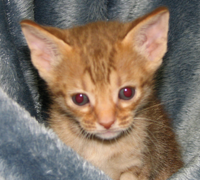 Ocicat Kittens for sale