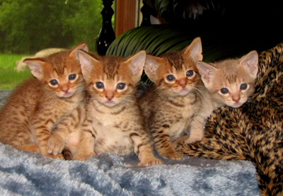 ocicat kittens