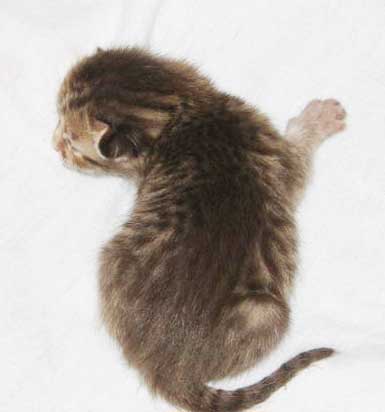 Coat Color Chocolat Ocicat Kitten
