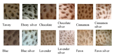 Cat Coat Color Chart