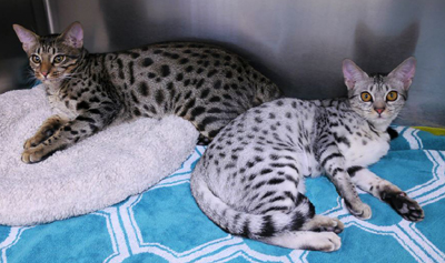 female ocicat