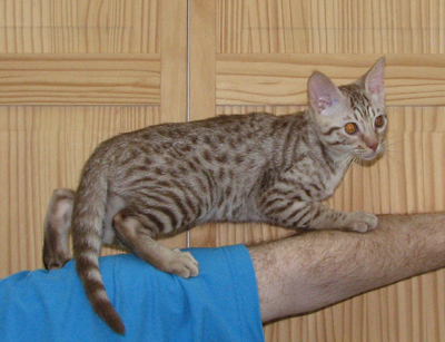 Cinnamon silver Ocicat Kitten