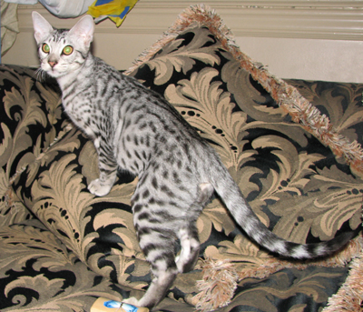 Ebony Silver Ocicat Kitten