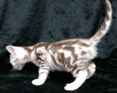 Classic Ocicat Kitten