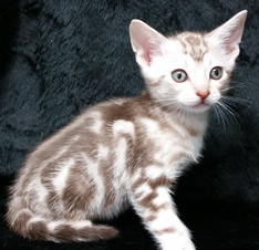 Classic Ocicat Kitten