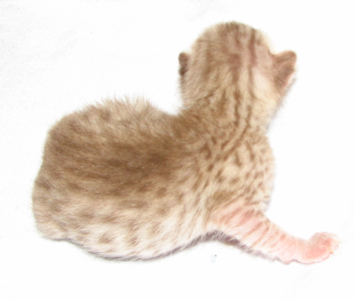 Coat Color Chocolat Silver Ocicat Kitten