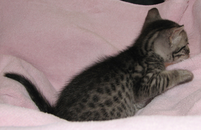 Coat ColorEbony Silver Ocicat Kitten