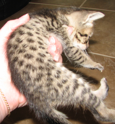 Coat Color Tawny Ocicat Kitten