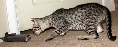 Coat Color Ebony Silver Ocicat Kitten
