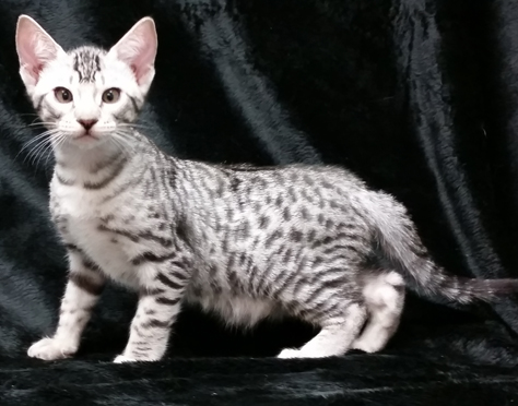 female ebony silver ocicat