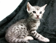 Ebony Silver Ocicat From Cosmic Spots Ocicats