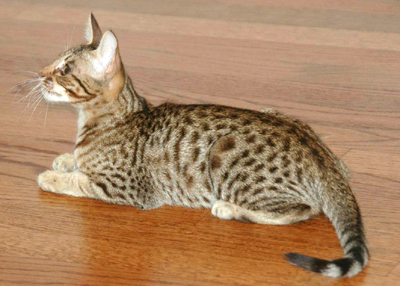Coat Color Chocolat Ocicat Kitten