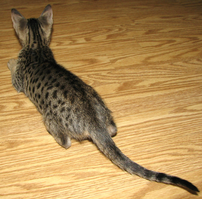 Coat Color Tawny Ocicat Kitten